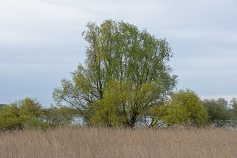 Trees, reeds, water, Elbe, Elbtalaue near Bleckede, Lower Saxony, Germany, Europe