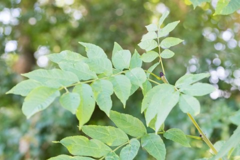 European ash (Fraxinus excelsior), close-up of leaves and bud, North Rhine-Westphalia, Germany,