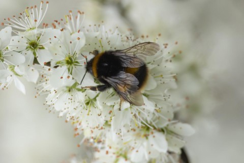 Buff tailed bumble bee (Bombus terrestris) adult feeding on Blackthorn blossom, England, United