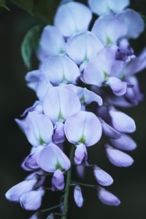 Branch of blooming wisteria tree