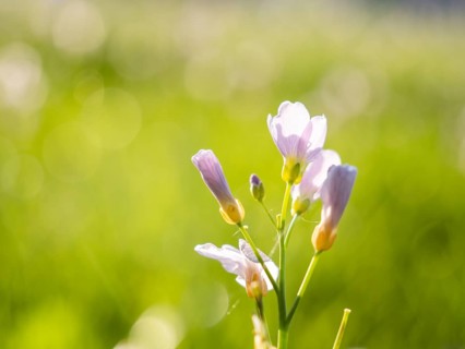 Meadowfoam (Cardamine pratense), Leoben, Styria, Austria, Europe