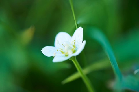 Marsh grass of Parnassus (Parnassia palustris) blooming in the mountains at Hochalpenstrasse,