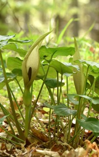 Leaves and flowers of the common arum (Arum maculatum) in the forest of the Hunsrueck-Hochwald