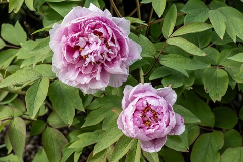 Tree peony (Paeonia suffruticosa), Weimar, Thuringia, Germany, Europe