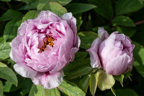 Tree peony (Paeonia suffruticosa), Weimar, Thuringia, Germany, Europe