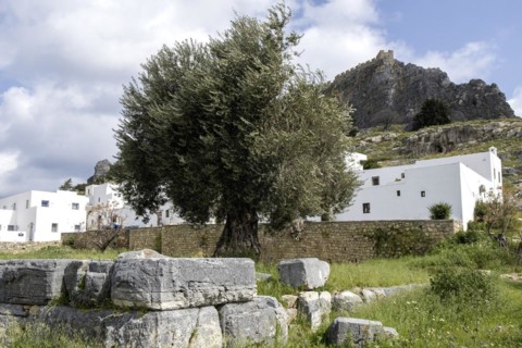 Old olive tree in Lindos, Rhodes, Dodecanese archipelago, Greek islands, Greece, Europe