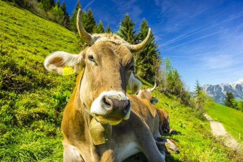 Single dairy cow, Allgaeu Brown cattle, alpine meadow, near Oberstdorf, Allgaeu, Bavaria, Germany,