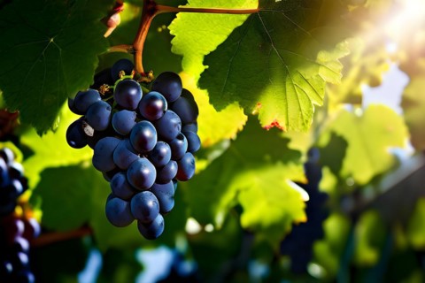 AI generated ripe grapes clinging to a vine sunlight dancing through the leaves accentuating their