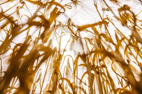 Backlit photograph of ears of barley in a cornfield with a low sun in the background, Cologne,