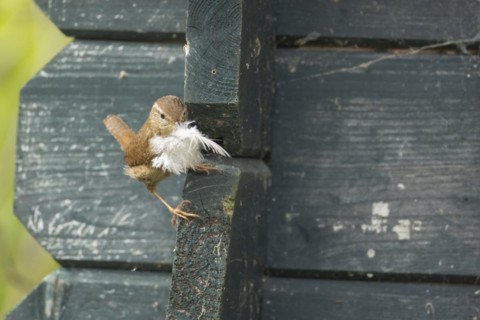 European wren (Troglodytes troglodytes) adult bird with a feather for nesting material in its beak