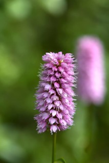 Flowering knotweed (Bistorta officinalis), Bavaria, Germany, Europe
