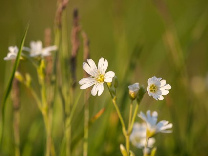 Field chickweed (Cerastium arvense), Leoben, Styria, Austria, Europe