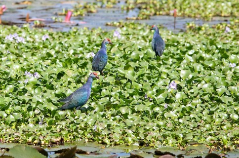 Grey-headed swamphens (Porphyrio porphyrio) on water hyacinths, Backwaters, Kumarakom, Kerala,