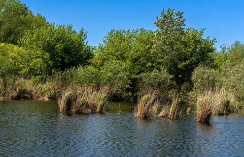 Nature at the large cleaning pond in Beech Forest, Hobrechtswald, Beech, Brandenburg, Germany,