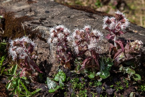 Alpen-Pechwurz (Petasites paradoxus), flowering, WDietersbachtal, near Oberstdorf, Allgaeu Alps,