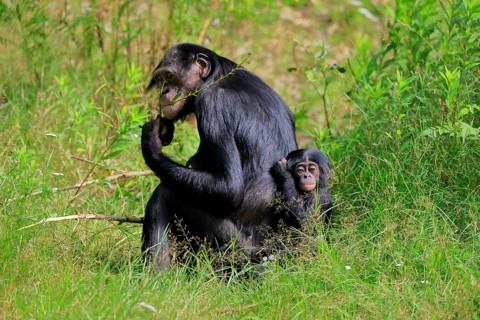 Bonobo, bonobo (Pan Paniscus), female, adult, young animal, feeding, Great ape, Primate,