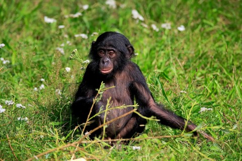 Bonobo, bonobo (Pan Paniscus), young animal, alert, sitting, meadow, Great ape, Primate,