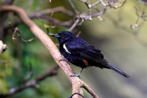 Golden-crested Tanager, (Tachyphonus surinamus), adult, male, on tree, on guard, captive, South