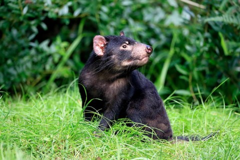Tasmanian devil (Sarcophilus harrisii), adult, vigilant, captive, Tasmania, Australia, Oceania