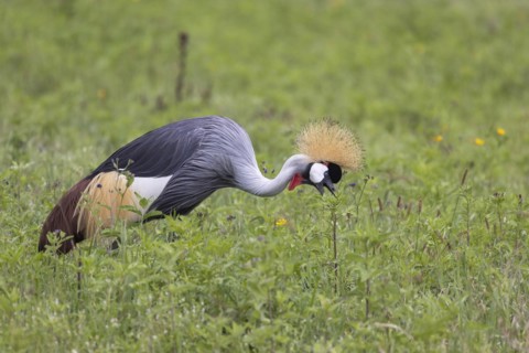 Crowned crane (Balearica regulorum), Ngorongoro Crater, Tanzania, Africa