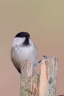 Marsh tit (Parus palustris) sitting on a tree stump, frontal view, looking into the camera,
