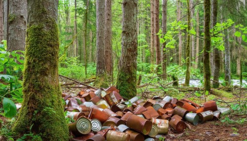 Symbolic photo, a forest of thick tree trunks, many rusty tin cans on the ground, waste,