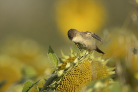 Reed warbler (Acrocephalus scirpaceus) adult bird preening on Sunflower seedheads, England, United