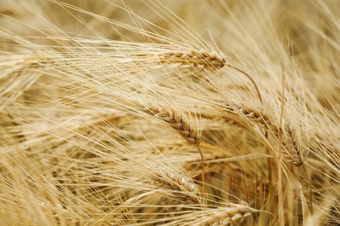Ripe barley