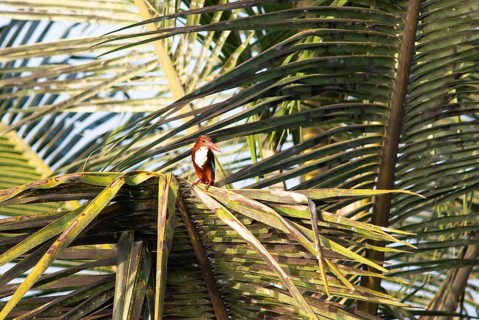 White-throated kingfisher (Halcyon smyrnensis) or Common kingfisher on a Palm tree, Backwaters,