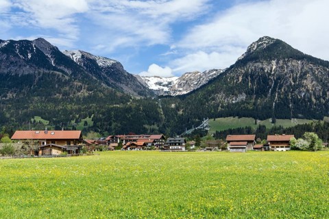 Common dandelion (Taraxacum), flowering dandelion field, right Schattenberg, Oberstdorf, Allgaeu