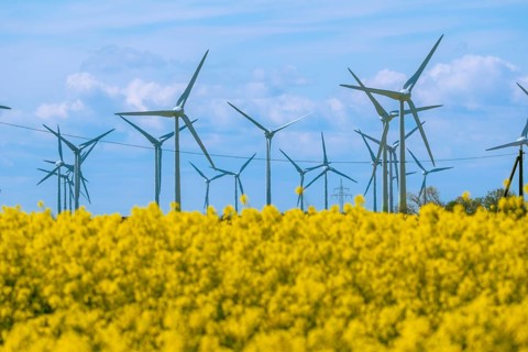 Wind turbines in the Luetetsburg wind farm behind a rape field on the North Sea coast, Hagermarsch,