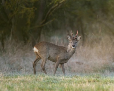 European roe deer (Capreolus capreolus), roebuck in winter coat, winter cover, one antler in the