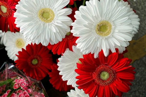 Fresh red and white Gerber daisies in a lush arrangement, flower sale, Central Station, Hamburg,