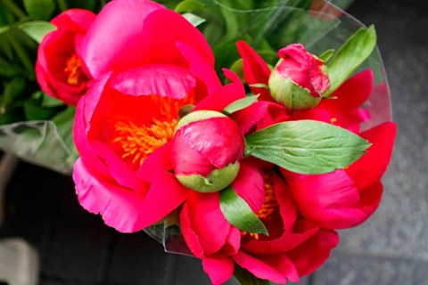 Close-up of pink European peonies, (Paeonia lactiflora) embodying spring, flower sale, central
