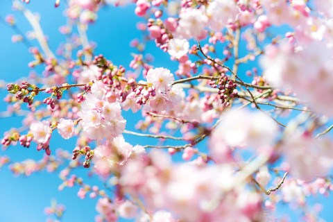 Japanese cherry (Prunus serrulata), also Oriental Cherry, East Asian Cherry or Grannen Cherry,