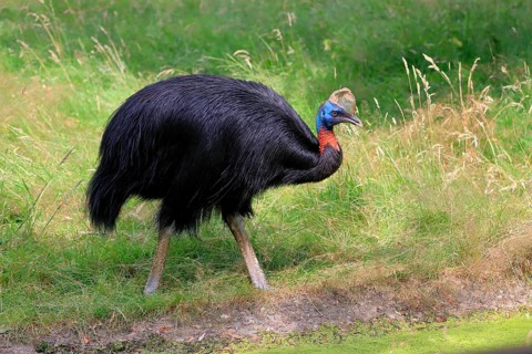 Northern cassowary (Casuarius unappendiculatus), adult, foraging, captive, Papua New Guinea,