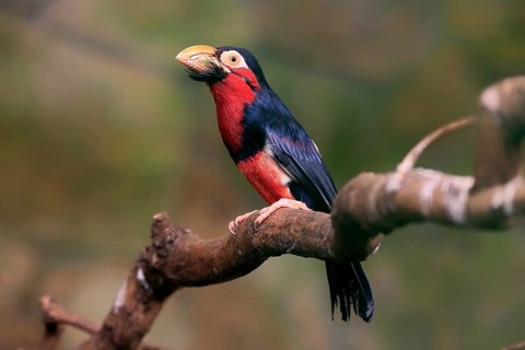 Bearded barbet, (Lybius dubius), adult, male, waiting, tree, captive