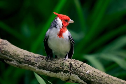 Red-crested cardinal (Paroaria coronata), adult, on tree, vigilant, captive, South America