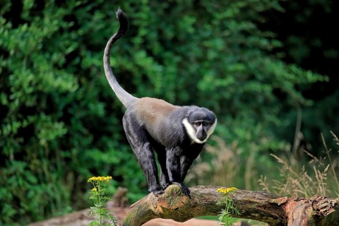 L'hoest's monkey (Cercopithecus lhoesti), adult, on tree, vigilant, captive