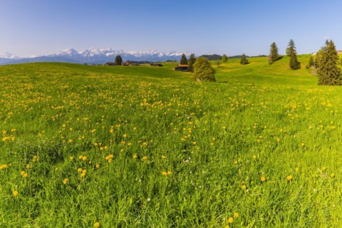 Common dandelion (Taraxacum sect. Ruderalia) in spring, meadow near Rieden am Forggensee,