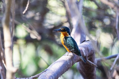 Two-coloured Kingfisher (Chloroceryle india) Pantanal Brazil