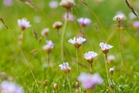 Sea thrift (Armeria maritima), also common Lady's Cushion, Flower of the Year 2024, focus on a