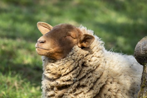 Portrait of a Coburg Fox sheep (Coburger Fuchsschaf) with a brown head. The sheep has its head