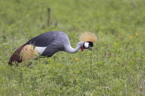 Crowned crane (Balearica regulorum), Ngorongoro Crater, Tanzania, Africa