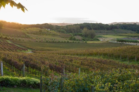 Vineyard of grapes in the Vale dos Vinhedos in Bento Goncalves, a gaucho wine