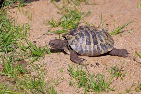 Hermann's tortoise (testudo hermanni), walking on soft ground, captive, Rhineland-Palatinate,