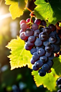 AI generated ripe grapes clinging to a vine sunlight dancing through the leaves accentuating their