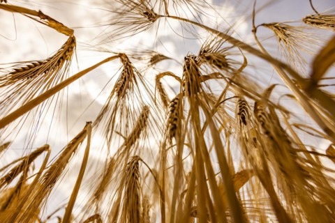 Ripe, golden ears of barley in the foreground with brightly lit clouds in the background, Cologne,