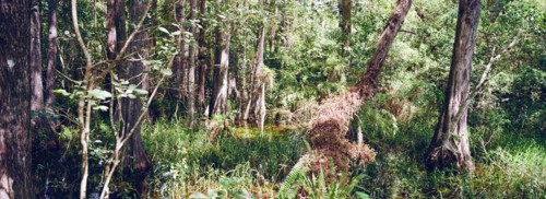 Kirby Storter Roadside Park, Tamiami Trail East, Ochopee, Everglades, Florida, USA, North America