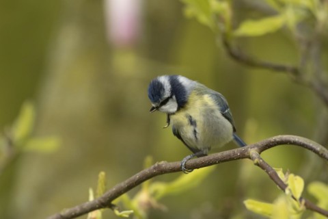 Blue tit (Cyanistes Caeruleus) adult bird preening on a Magnolia tree branch, England, United